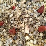 受験生の覚悟。