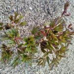 義務教育の保護者を卒業しました。ありがとうございました。